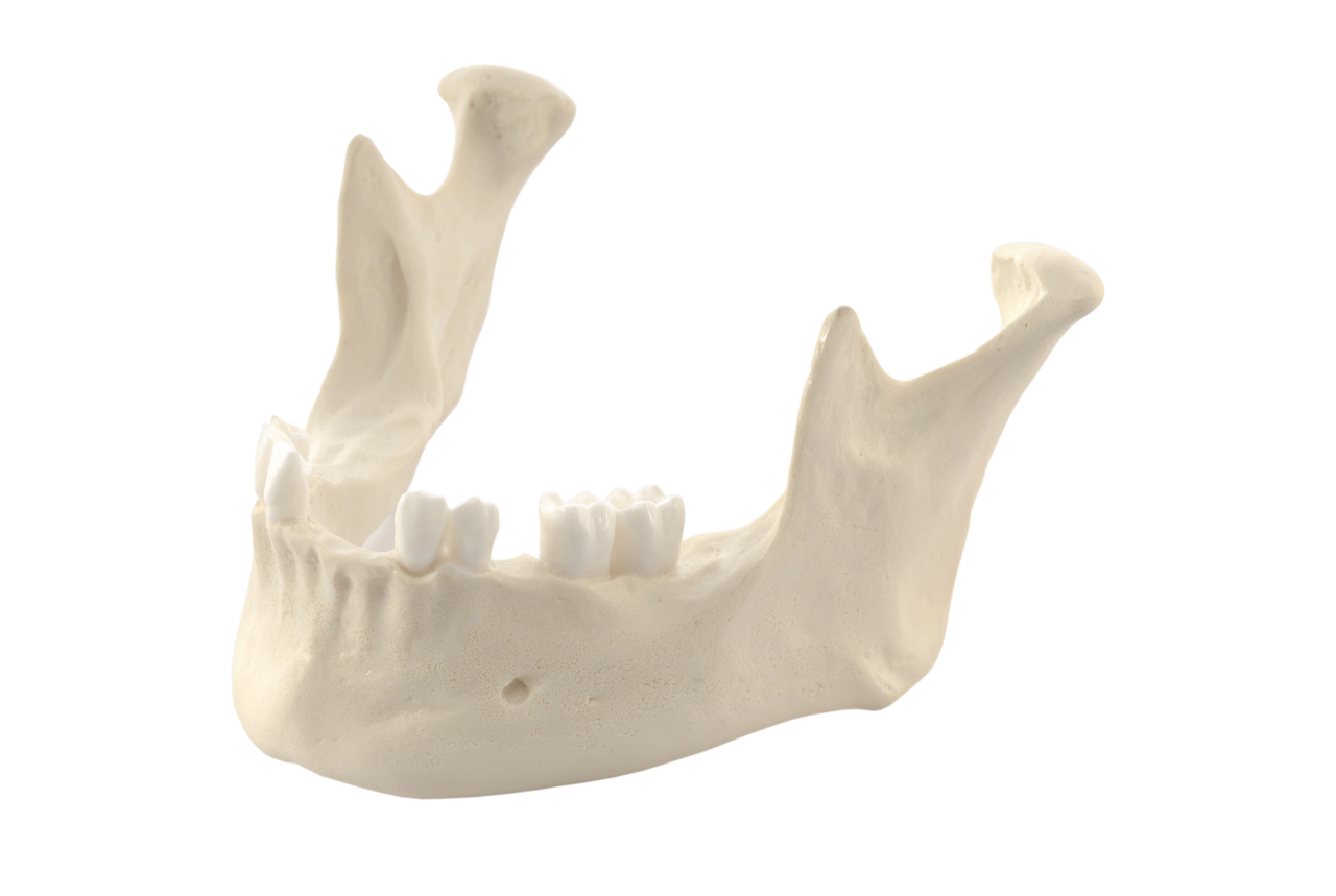 Mandibula A4 bone