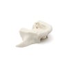 MAXILLA A2 BONE FHD gamma 360° Ansicht