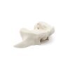 MAXILLA A1 BONE FHD gamma 360° Ansicht